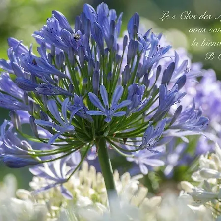Le Clos Des Agapanthes Plogonnec